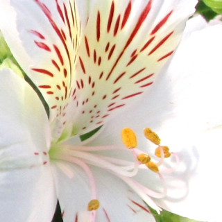 alstroemeria blanc