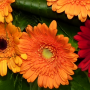 Bouquet Ecologique orange